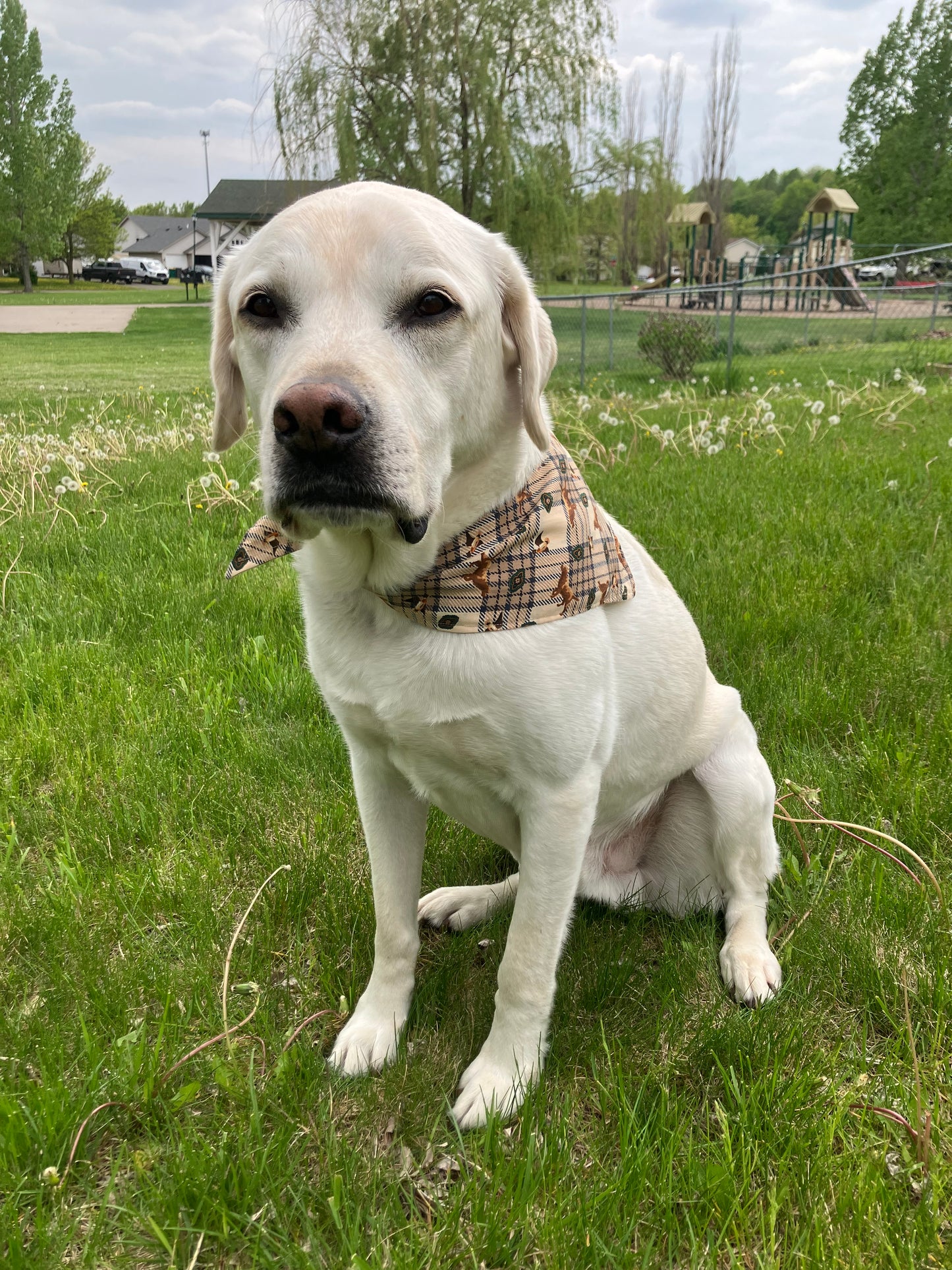 Bird Dog Bandana