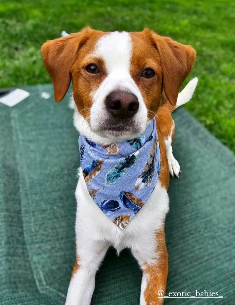 Blue Jay Bandana