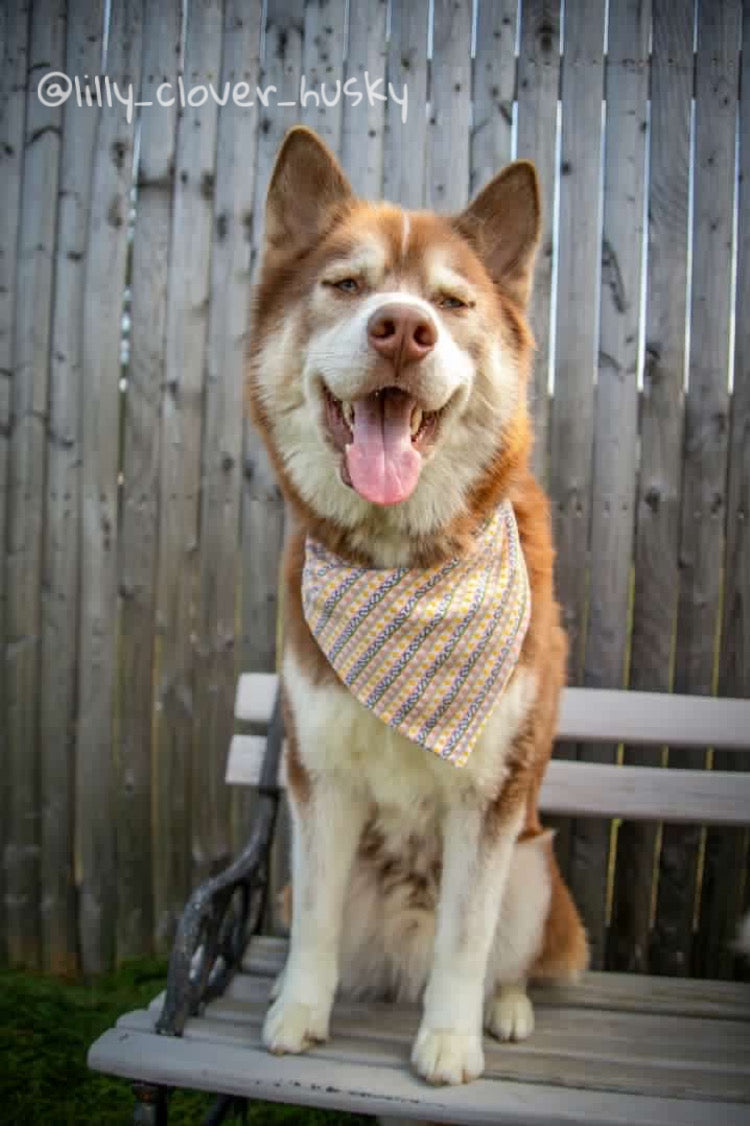Fetch Bandana