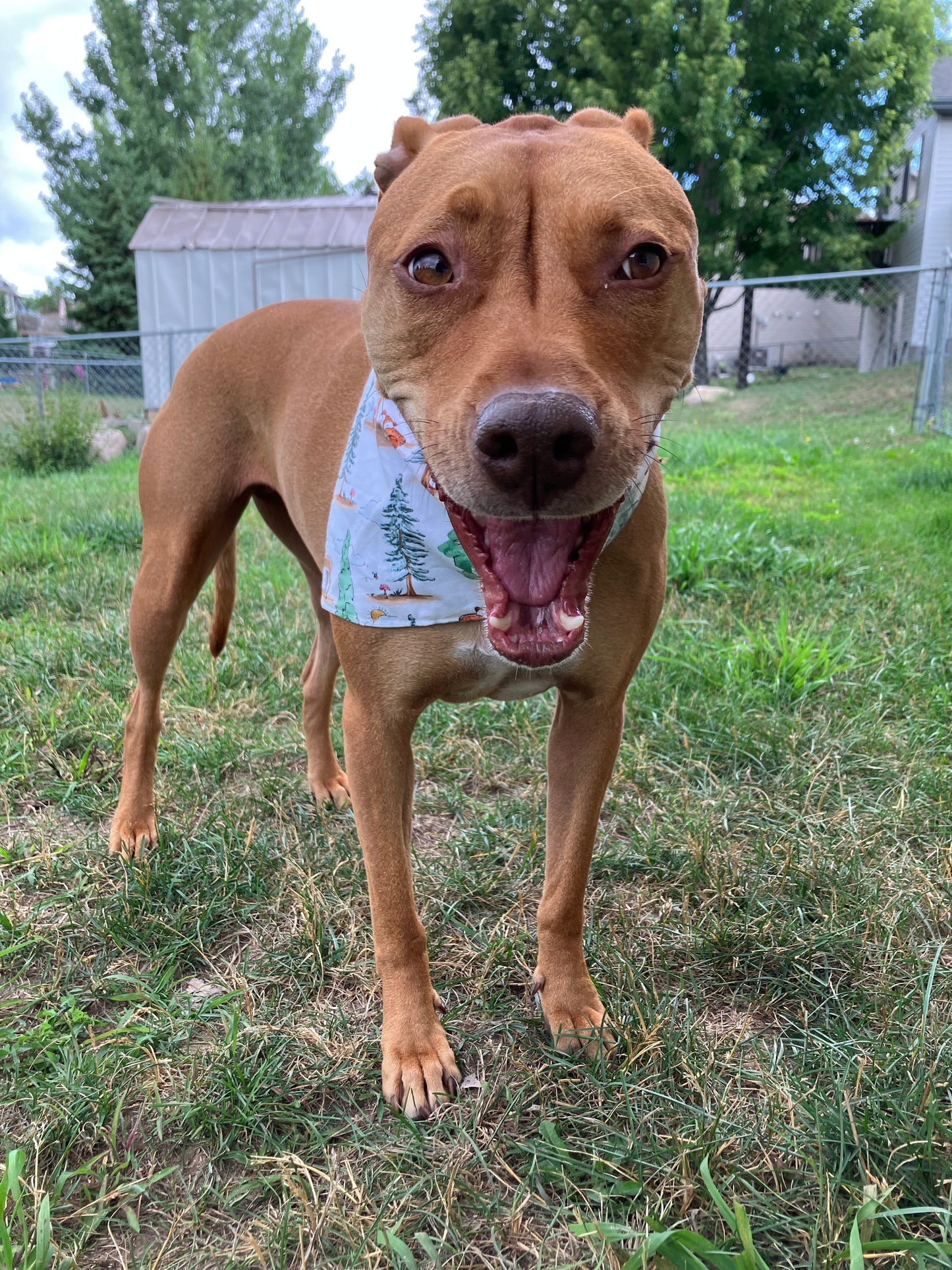 Forest Friends Bandana